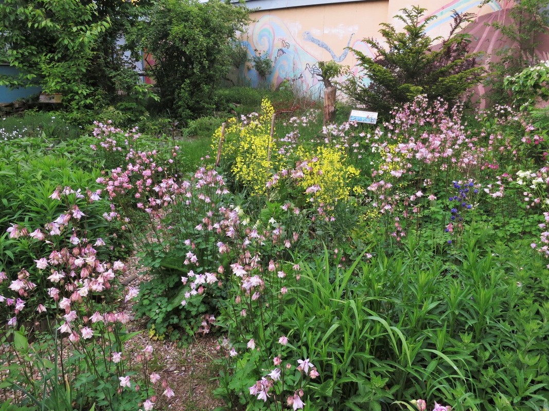Zahrada s kvetoucími orlíčky_3005 (5).JPG